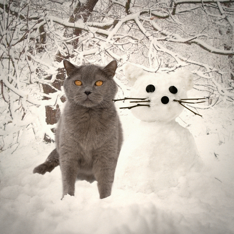 sneeuwkat