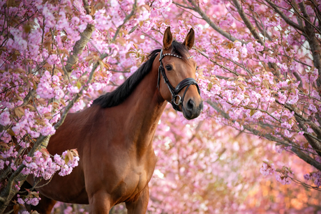 Pretty in pink