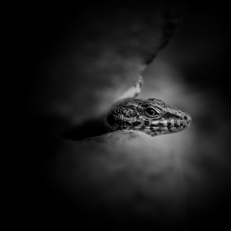 Natuur in zwart-wit.