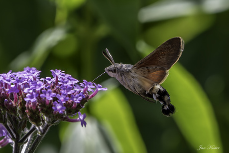 vlinder