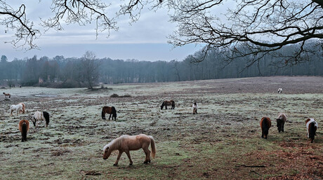 Observatiepost Herikhuizerveld