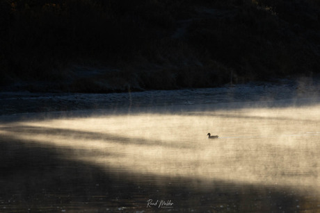 In het licht