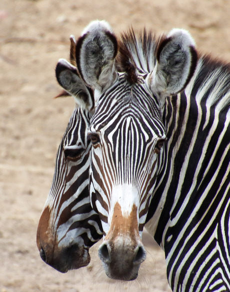 2 zebra's