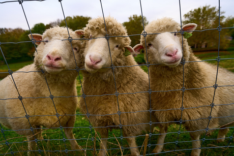 3 schapen