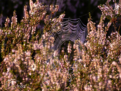 Web in de heide 