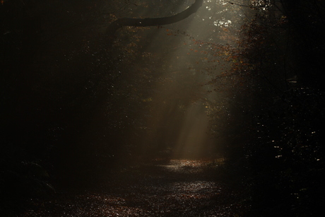 Wandeling in het bos