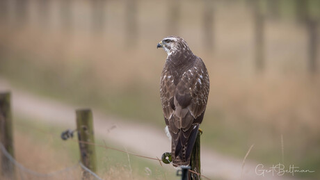 Buizerd