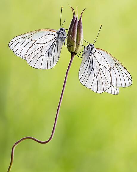 Geaderde witjes 