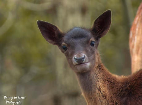 🦌 De nieuwsgierige blik van de natuur! 🦌