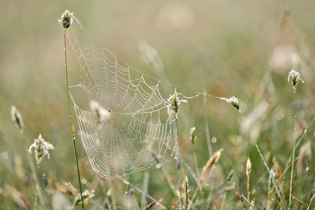 Dauw web 