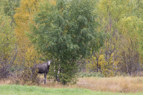 Eland in herfstlandschap