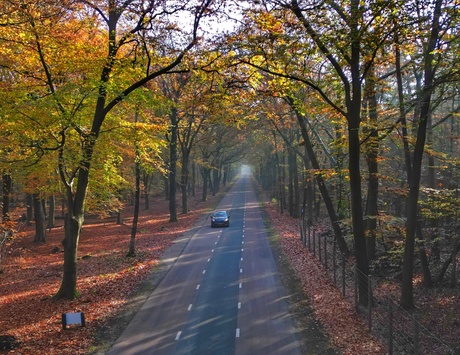 Herfstlaantje