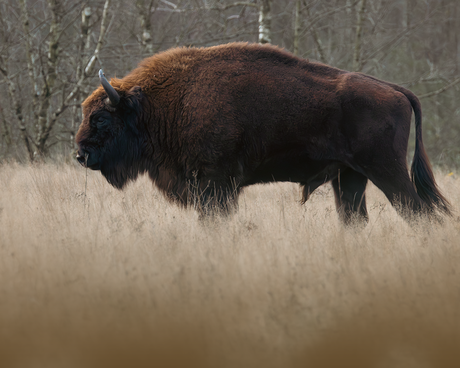 wisent
