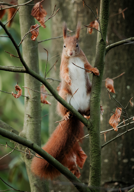 Poserend eekhoorntje 