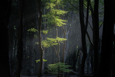 Licht 