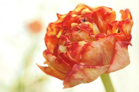 Tulp