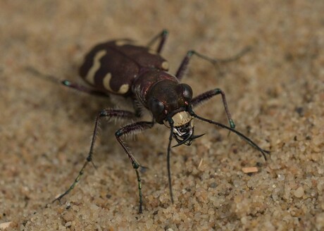 Bastaardzandloopkever.