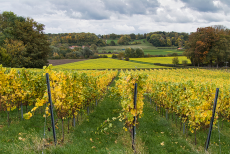 Herfst op wijnboerderij Apostelhoeve, Maastricht