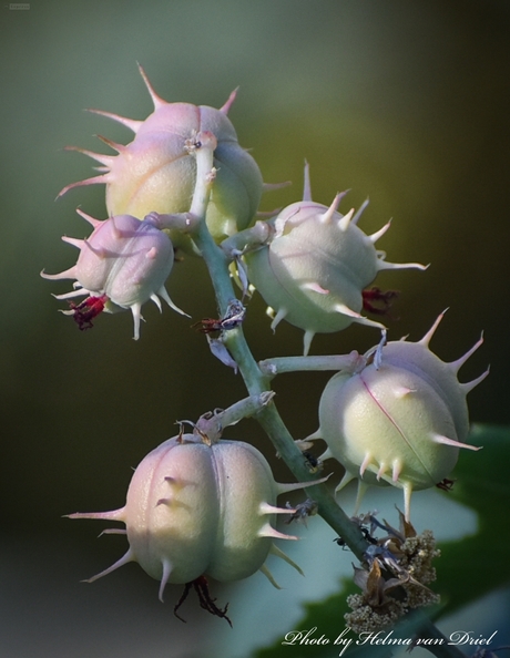 Vreemde bloemknop..