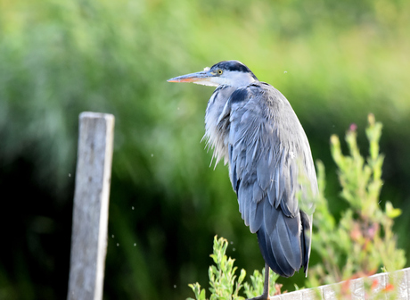 Reiger op hek