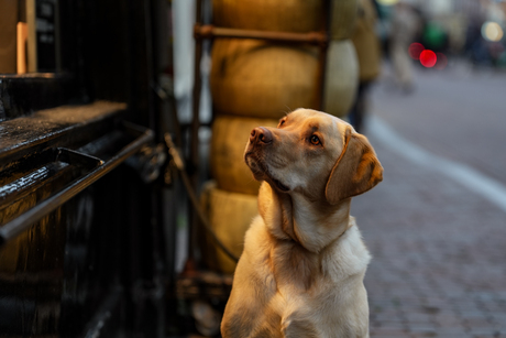 Wachtend op het baasje