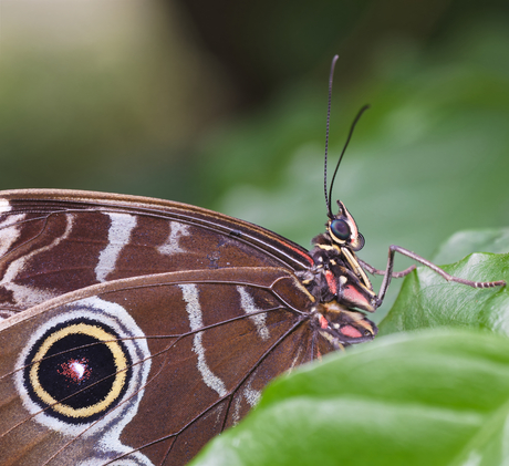 Morpho Peleides