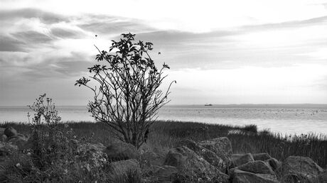 Leven achter de Waddenzeedijk.