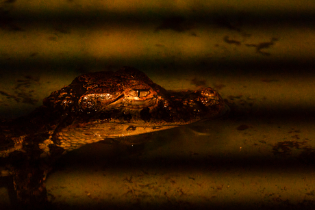 Kaaiman met een lichtje in het oog