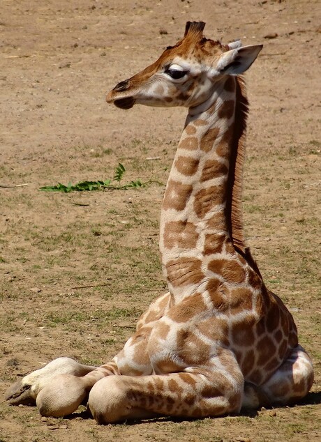 Ik zet geen stap meer