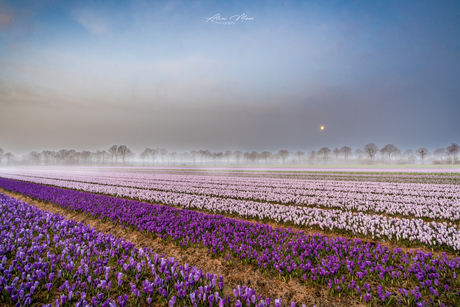Krokussen bij maanlicht