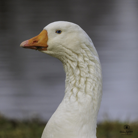 Grauwe gans