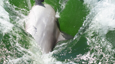 SPLASH!