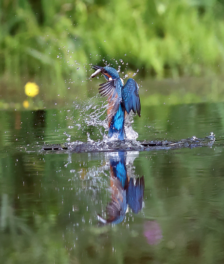 ijsvogel blijft mooi opbject voor fotograaf