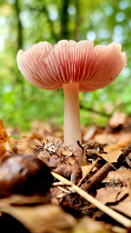 Portret van een paddenstoel 