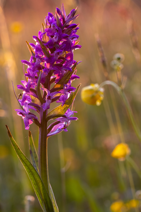 Orchidee bij zonsondergang