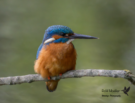 De IJsvogel.
