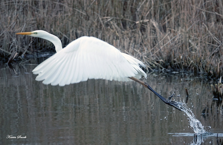 "Witte reiger..."