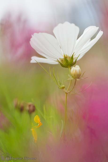 Cosmea 'Dreamy World'