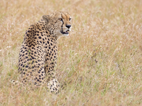Cheetah in de Masai Mara