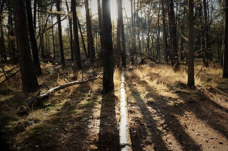 Naaldboom in het bos