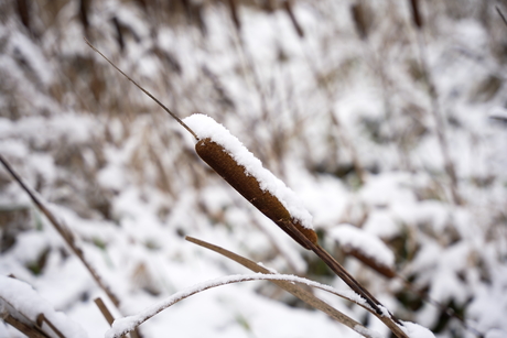 Grote Lisdodde - Rietsigaar