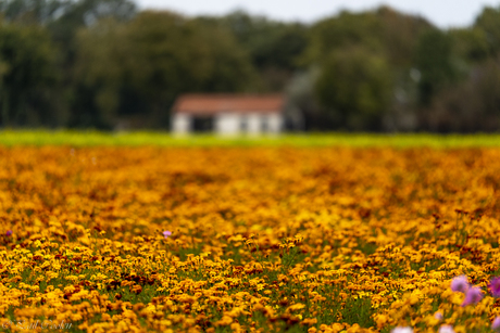 Afrikanen veld