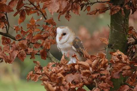 Kerkuil in de bladeren van de boom