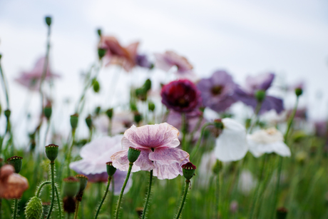 Zomerbloemen