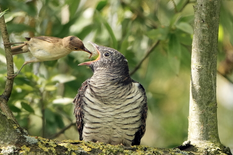 Koekoeksjong met pleegouder