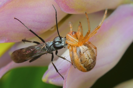 Koolzwarte Metselspinnendoder