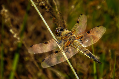 Viervlek libelle 