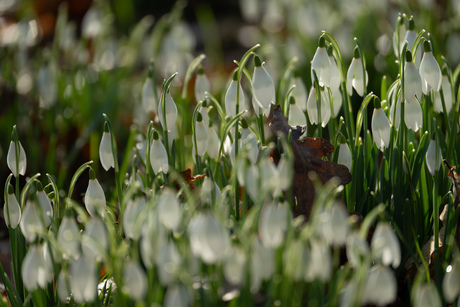 Sneeuwklokjes 