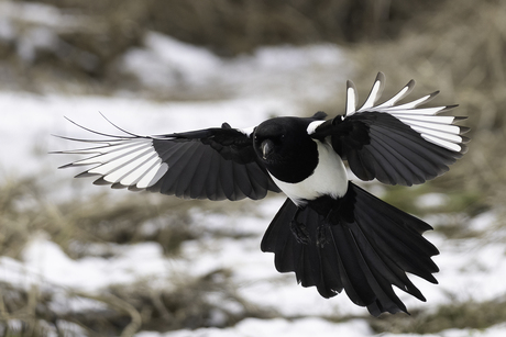 Ekster aanhet landen