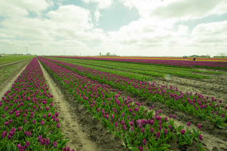 Bollenveld
